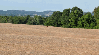open land, field, with blue sky, deer in the distance